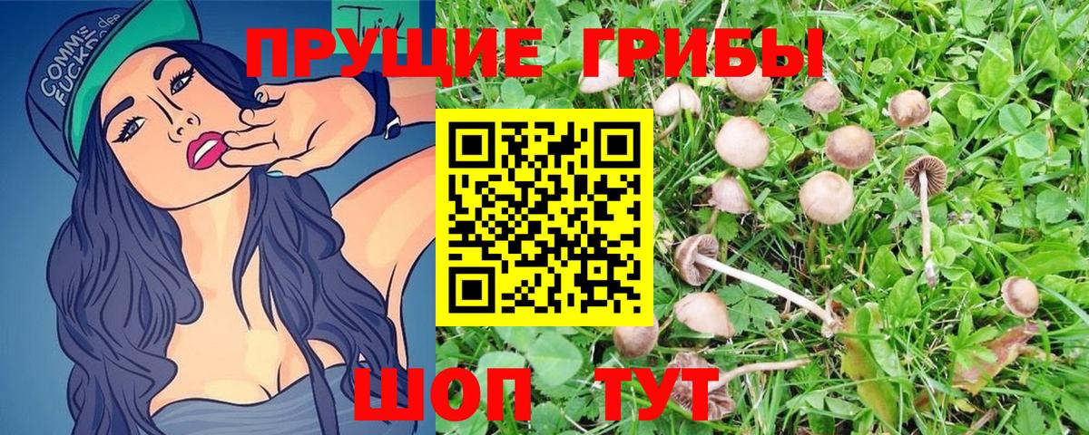 Галлюциногенные грибы Psilocybine cubensis Мытищи
